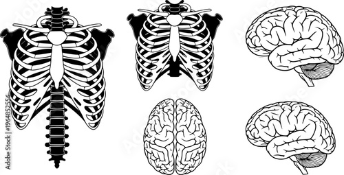 Set of human rib cages and brain isolated on white background 