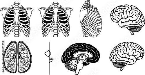 Set of human rib cages and brain isolated on white background 