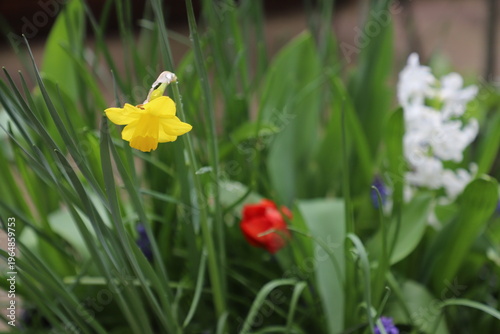 Yellow daffodil, red tulip bud, white hyacinth and purple grape hyacinth growing together in a spring garden border, shallow depth of field, brick wall background