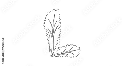 Single continuous line drawing of fresh organic lettuce leaves for healthy food lifestyle concept