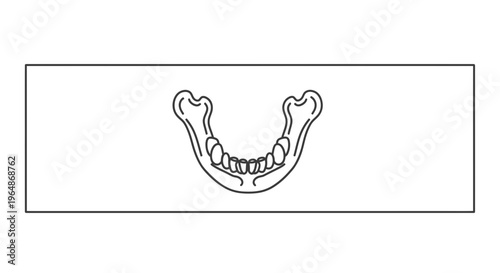 Clear anatomical line illustration of human mandible with teeth structure