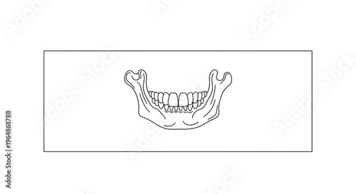 Detailed human lower jaw illustration showcasing mandible and full dentition anatomy
