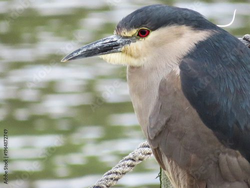 Foto Night Heron in the Falkland Islands