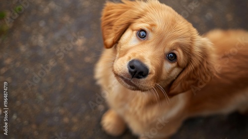 golden retriever puppy looking curious generative ai