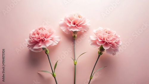 Delicate Pink Carnations Arranged in a Symmetrical Trio on a Soft Pastel Background, Representing Elegance and Serenity