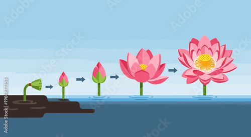 Pink Lotus Flower Growth Stages.
