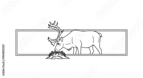 Graceful wilderness caribou foraging on arctic tundra vegetation inside a minimal linear frame