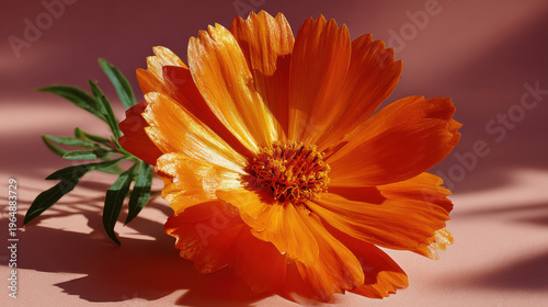 Vibrant orange flower blooms beautifully in morning light, showcasing its delicate petals and lush green leaves