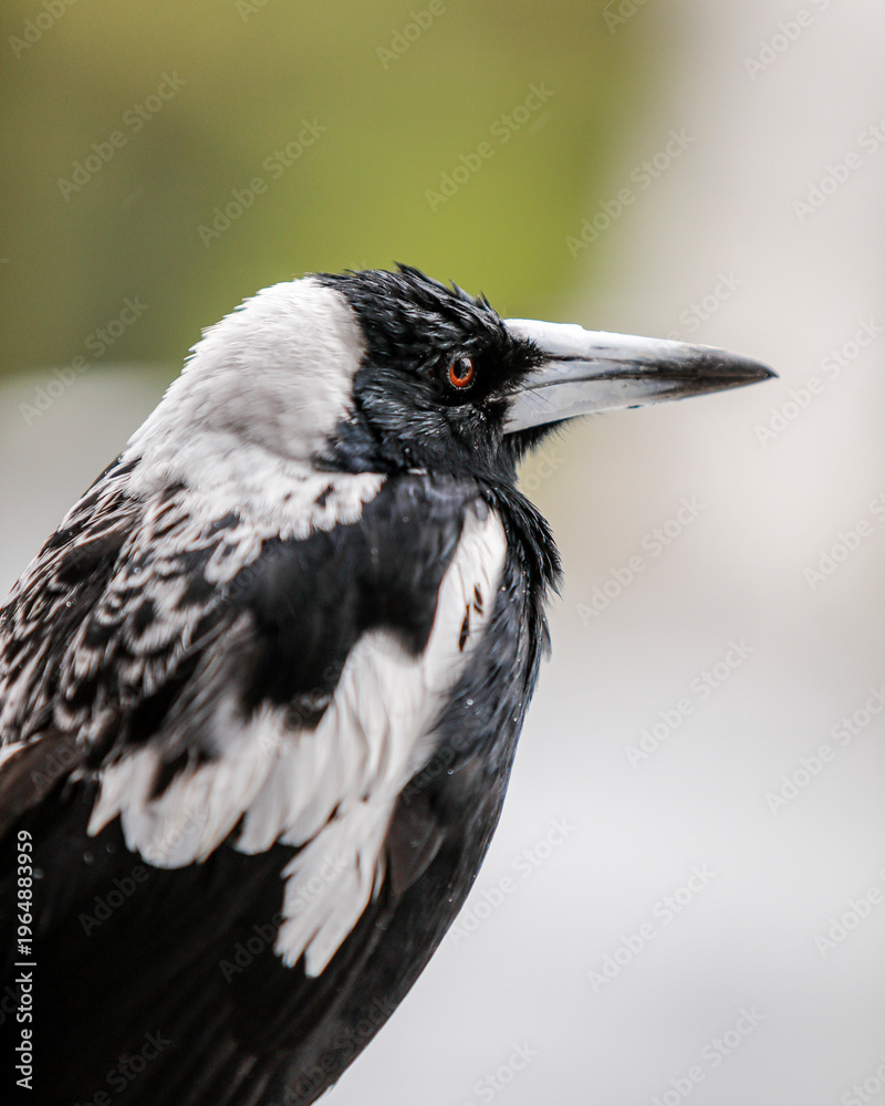 Fototapeta premium close up of a magpie in the rain 