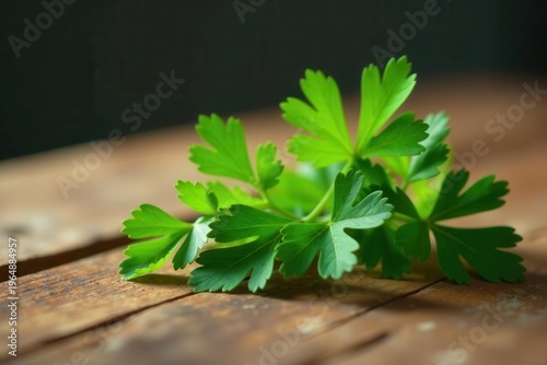 A vibrant sprig of fresh parsley rests gently on a rustic wooden surface, showcasing its delicate green leaves and natural beauty.