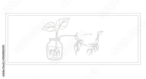 Simple black and white line art depicting a plant propagating its roots in a clear jar and a