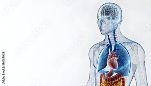 Human Anatomy Illustration with Transparent Body Showing Brain Heart Lungs and Digestive System on White Background