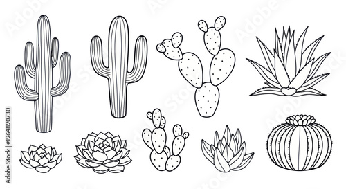 Hand-Drawn Desert Plants and Cacti Collection - Vector Illustration