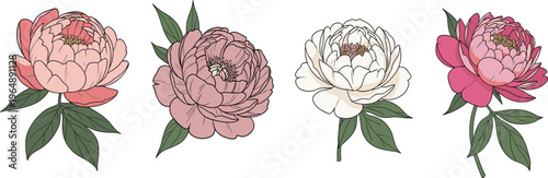 Vector Set of Elegant Peony Flowers in Soft Pink and White, Beautiful Floral Illustrations for Nature, Garden, and Wedding Designs