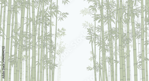 Bamboo trees in a forest.