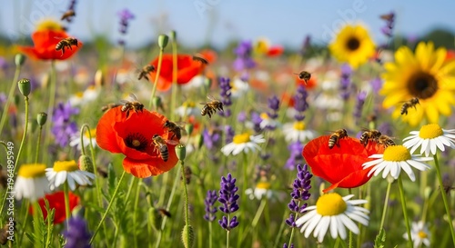 Bees in Colorful Wildflower Field During Daytime, Nature Photography, Outdoor Environment, Close-up View of Floral Diversity