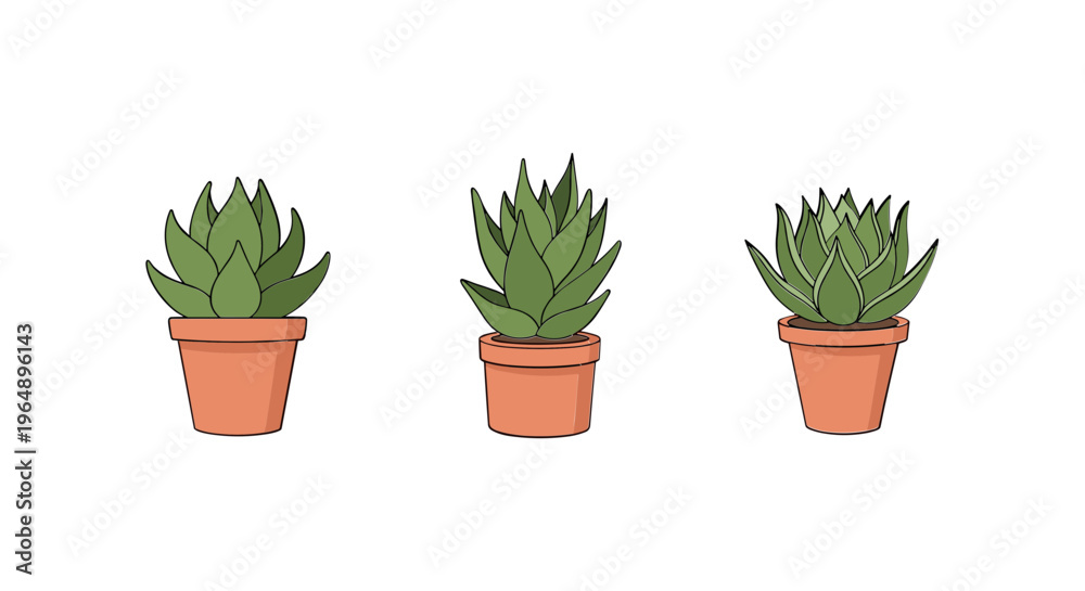 Fototapeta premium Three small potted succulent plants.