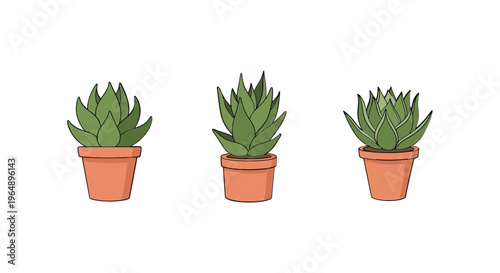 Three small potted succulent plants.
