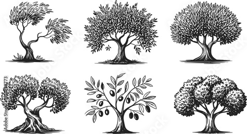 Tree illustration set, hand drawn nature collection with olive trees, detailed botanical line art, vintage style vector design bundle