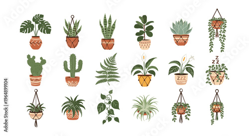 Variety of Potted Houseplants and Succulents 3.