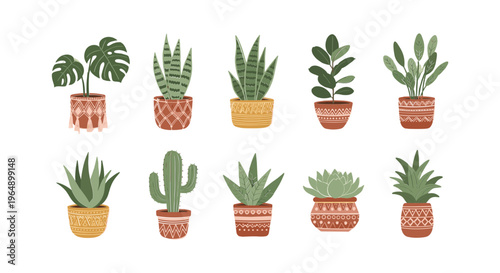 Variety of Potted Succulent Plants.