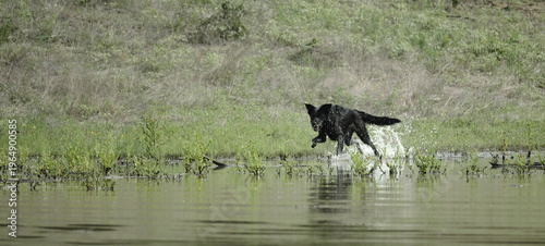 Black dog in action playing and running in water outdoors, active pet lifestyle banner with copy space on background.