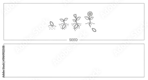Seed to Flower Growth Stages: Sprout, Plant, Bloom, Seedling, Roots, Life Cycle