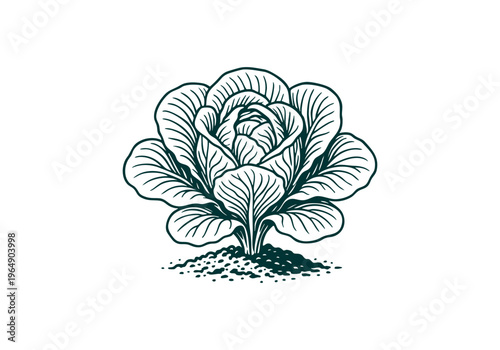 Butterhead Lettuce Hand Drawn Illustration Vector by AZ for Books, Arts, Design and Decoration Graphic Asset