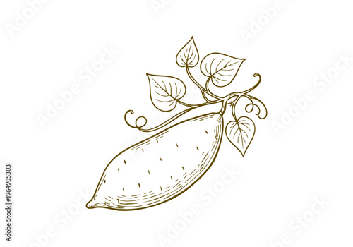 Sweet Potato Hand Drawn Illustration Vector by AZ for Books, Arts, Design and Decoration Graphic Asset