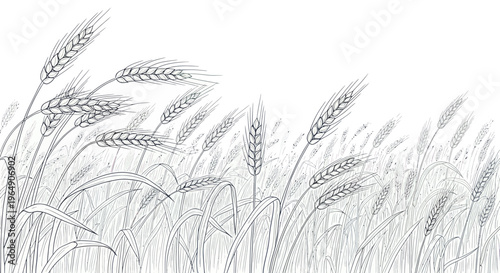 Wheat Field Sketch - Rustic Organic Agriculture