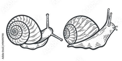 Two snails, top, side view, slugs crawling, lines, hand-drawn, black and white, graphic illustration, engraving isolated