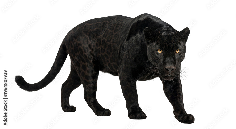 Naklejka premium Black Panther Walking Isolated On White Background, Wild Animal
