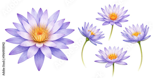 Watercolor purple water lily, purple lotus flower collection illustration, botanical blooms isolated on white background.
