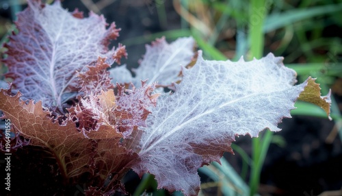 Fresh green lettuce leaves close up texture natural vegetable background.