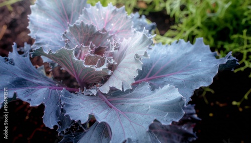 Fresh green lettuce leaves close up texture natural vegetable background.