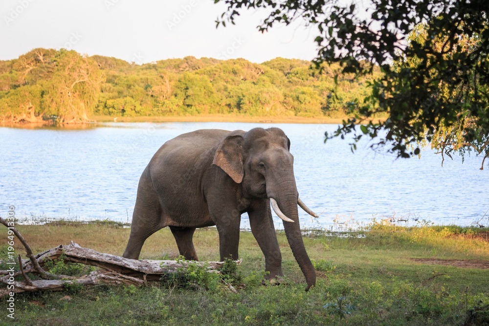 Fototapeta premium Asian Elephant Grazing by a Scenic Lake at Sunset, Sri Lanka