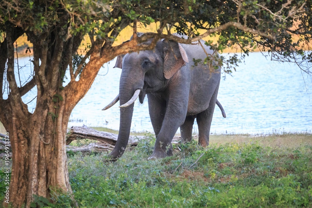 Fototapeta premium Asian Elephant Grazing by a Scenic Lake at Sunset, Sri Lanka