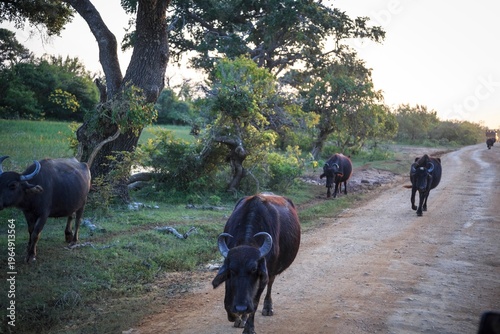 Canvas Print A Herd of Water Buffaloes Walking Along a Dusty Path