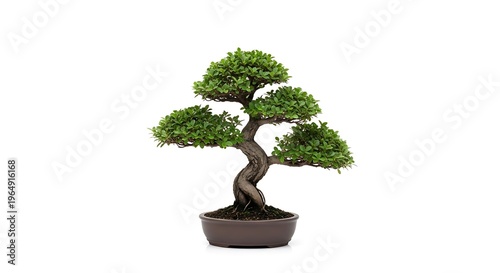 Potted traditional bonsai tree against clean white background