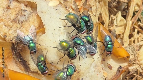 


Detail of iridescent green bottle flies swarming on waste food.24

 