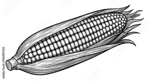 Hand Drawn Engraving Style Corn Cob with Leaves Isolated on White Background