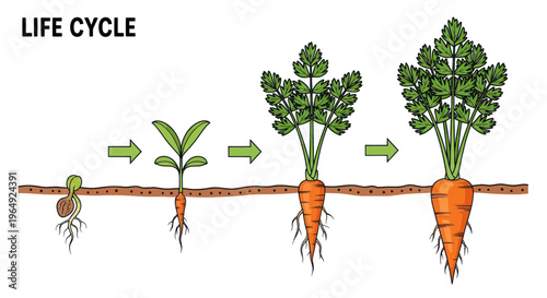 Carrot Life Cycle: From Seedling to Mature Root Vegetable
