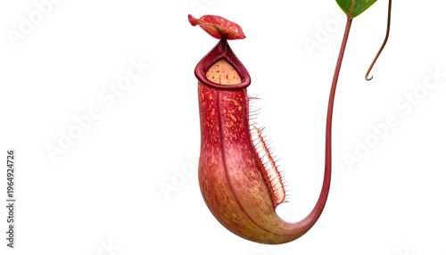 Vivid botanical illustration showcases a vibrant pitcher plant against a pure white background