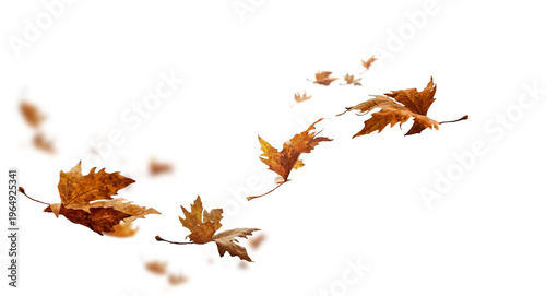 leaf leaves isolated autumn winter season background falling fall platanus tree wid air w