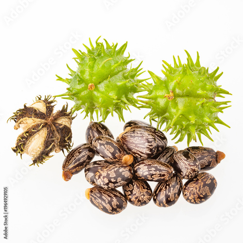 Canvas-taulu Ricinus communis seeds and spiny capsule - seeds and green fruit