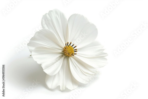 White flower blossom petal plant.