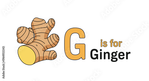 Educational alphabet poster showing a detailed illustration of a ginger root next to the text G is for ginger on a clean white background.