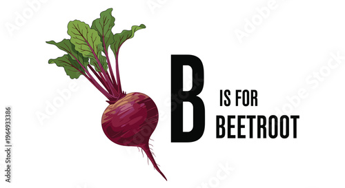 Vibrant illustration of a fresh beetroot with green leaves positioned next to the educational text B is for beetroot on a white background.