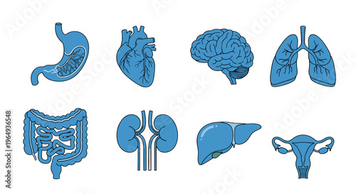Collection of blue human internal organ illustrations brain heart lungs stomach