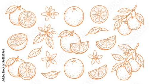 Orange Fruit with Blossom Hand Drawn Line Art Set Citrus Botanical Illustration
